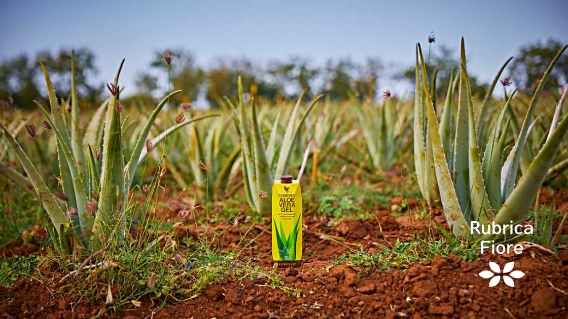 Aloe Vera Gel piantagioni Forever Living