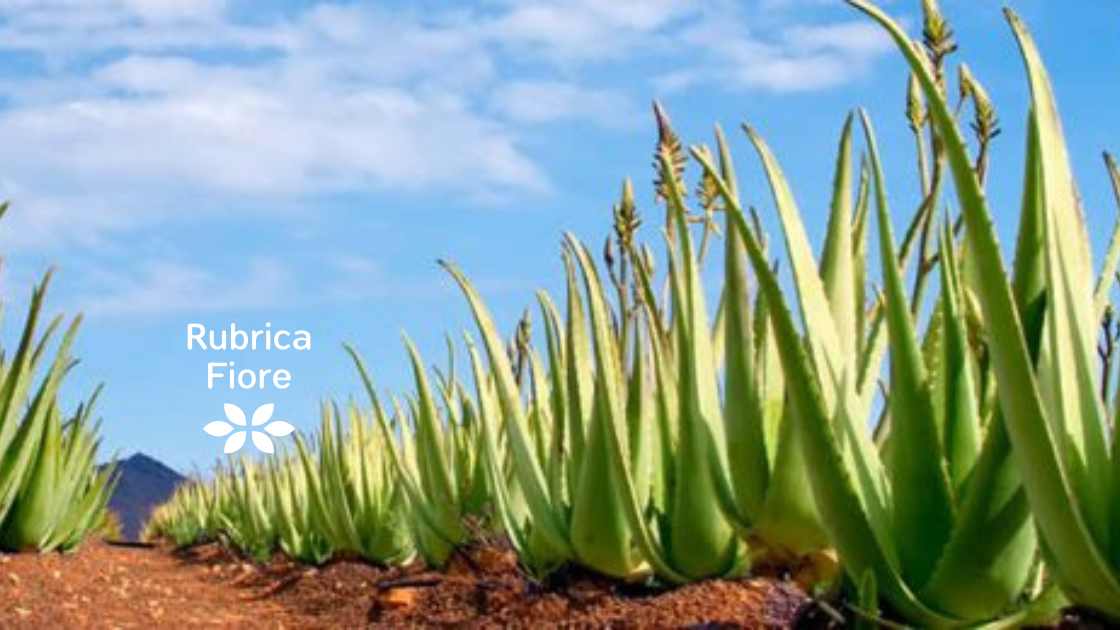 Come viene coltivata l'aloe vera gel: passione, sacrificio e innovazione 4 Come viene coltivata l’aloe vera gel passione, sacrificio e innovazione