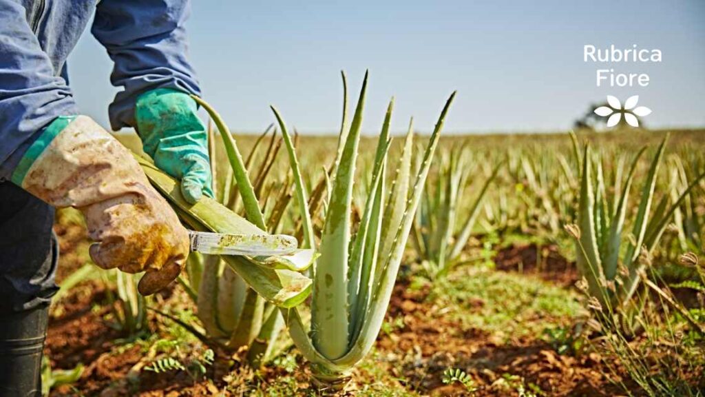 Come viene coltivata l'aloe vera gel: passione, sacrificio e innovazione 5 sfilettatura aloe vera gel