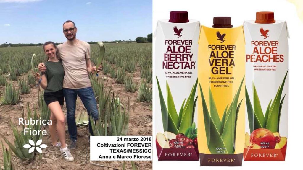 Come viene coltivata l'aloe vera gel: dal campo al prodotto finito 5 Aloe Vera Gel Marco Fiorese piantagioni messico arizona texas
